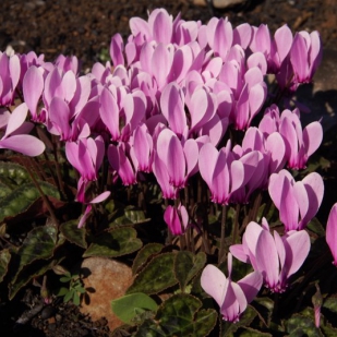 Cyclamen graecum